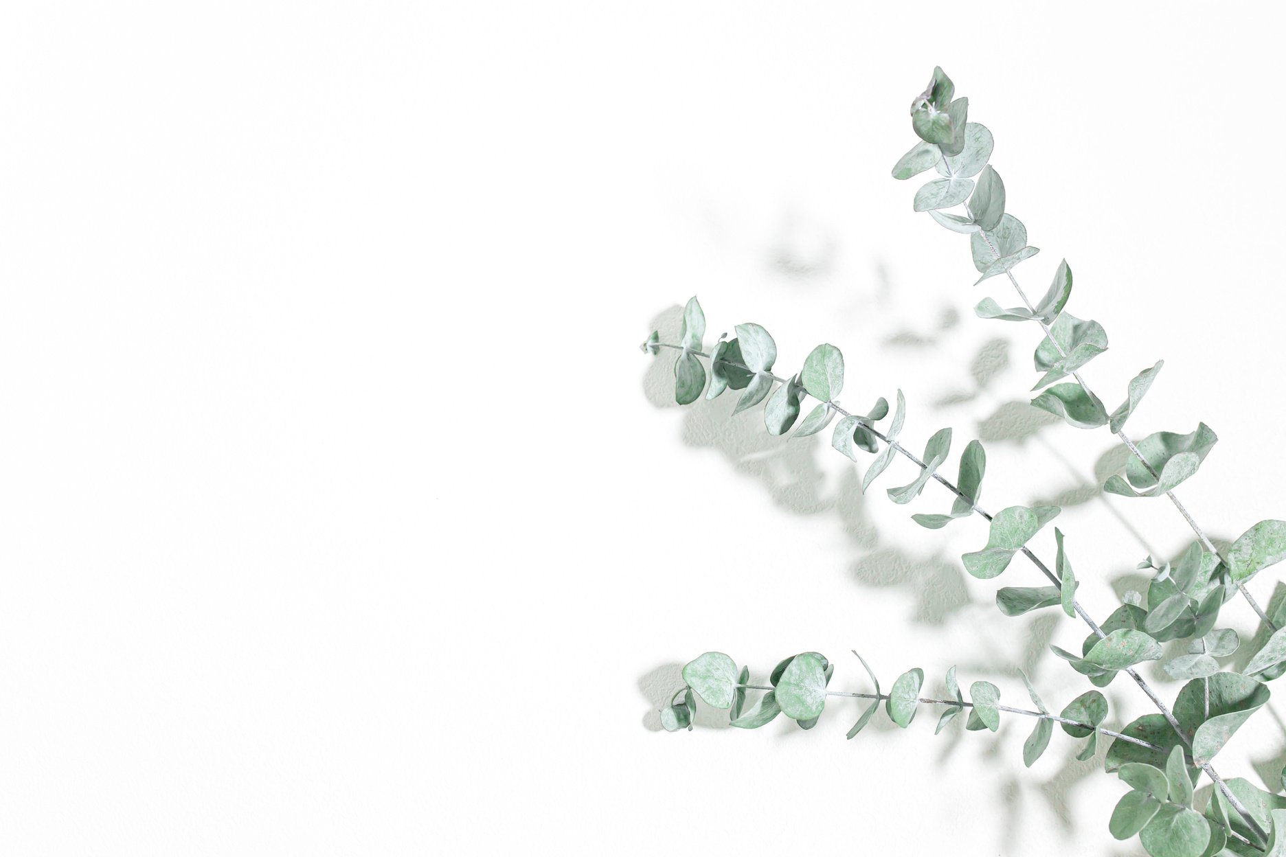 Eucalyptus, white background of refreshing plants.